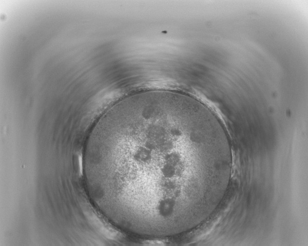 X0000088430061200705291535