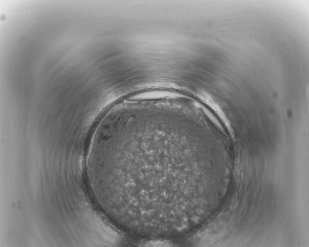 X0000088430063200705291535