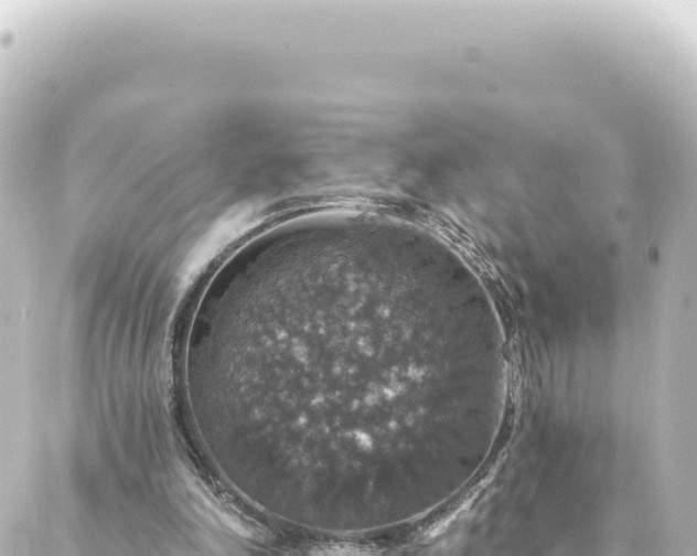 X0000088430198200705291533