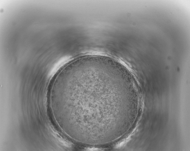 X0000088430199200705291533