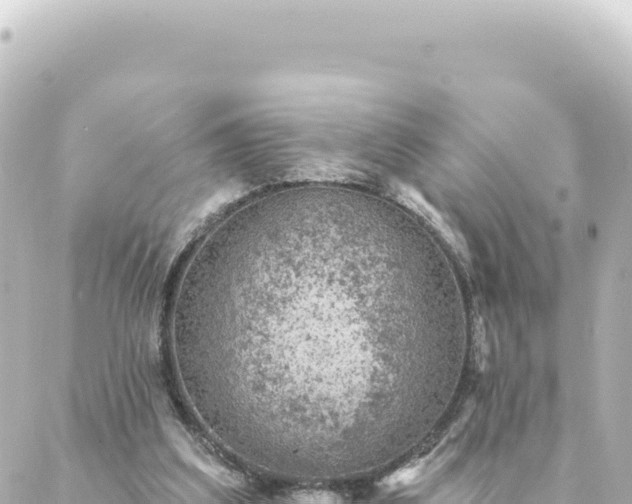 X0000088430203200705291533