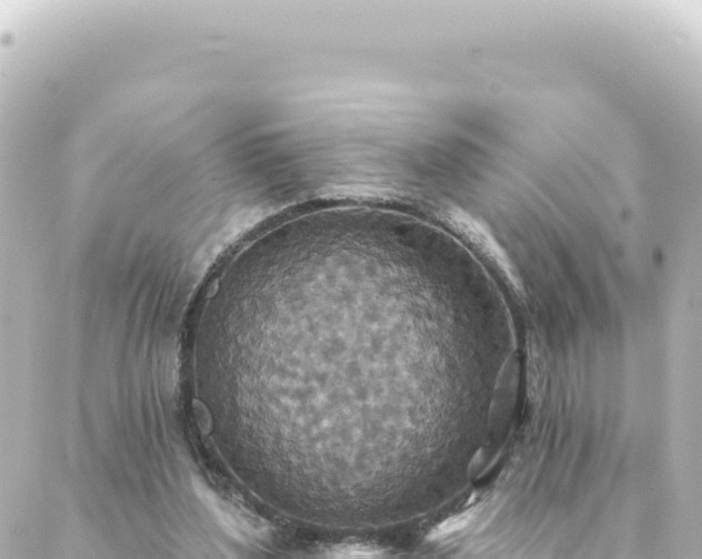 X0000088430204200705291533