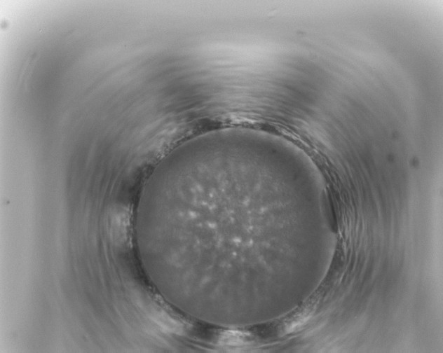 X0000088430222200705291533