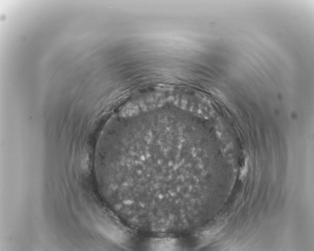 X0000088430266200705291532