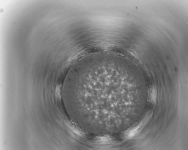 X0000088430286200705291533