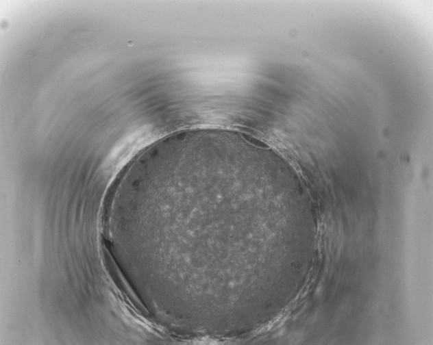 X0000088430290200705291532