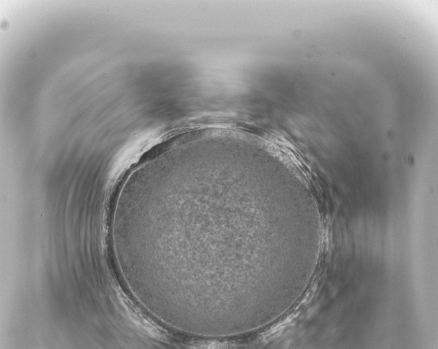 X0000088430293200705291532