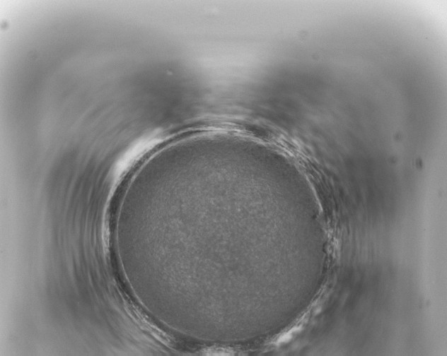 X0000088430294200705291532