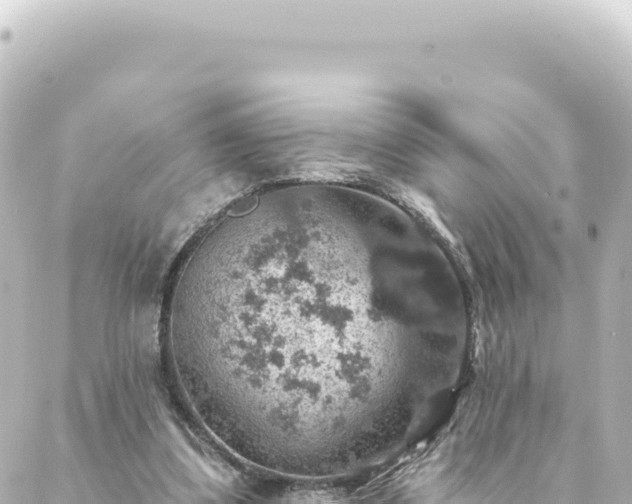 X0000088430299200705291532