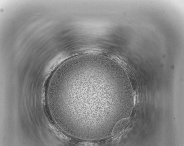 X0000088430339200705291530