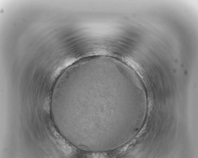 X0000088430345200705291530