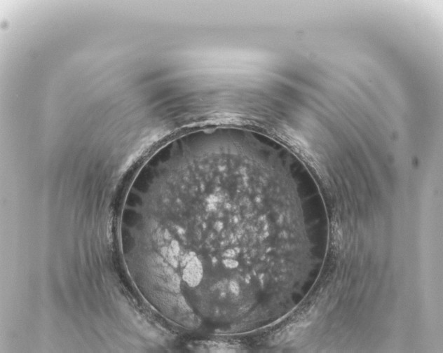 X0000088430347200705291530