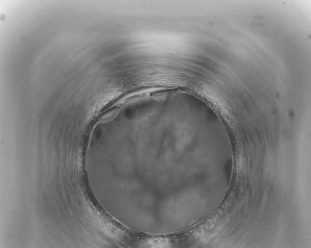 X0000088430353200705291530