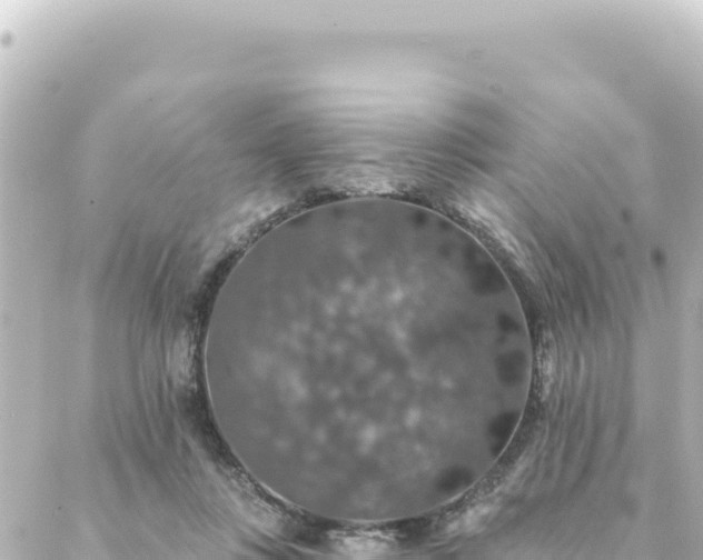 X0000088430359200705291531