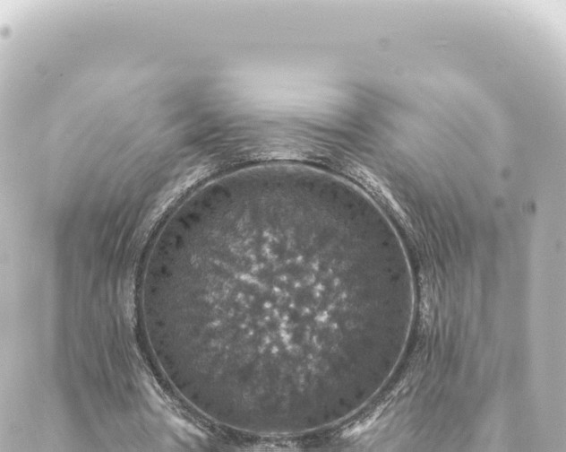 X0000088430386200705291530