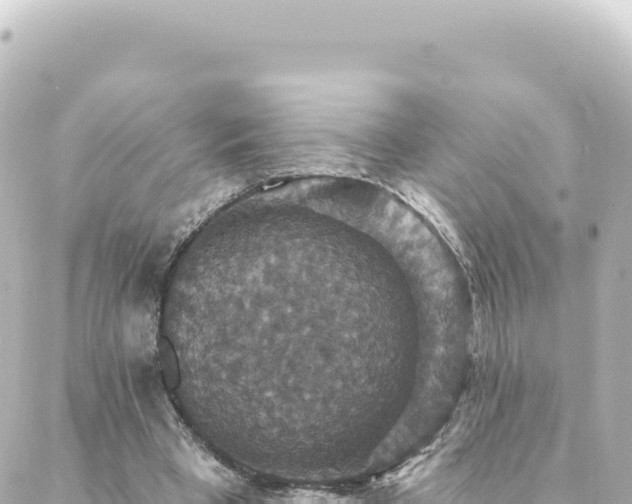 X0000088430393200705291530