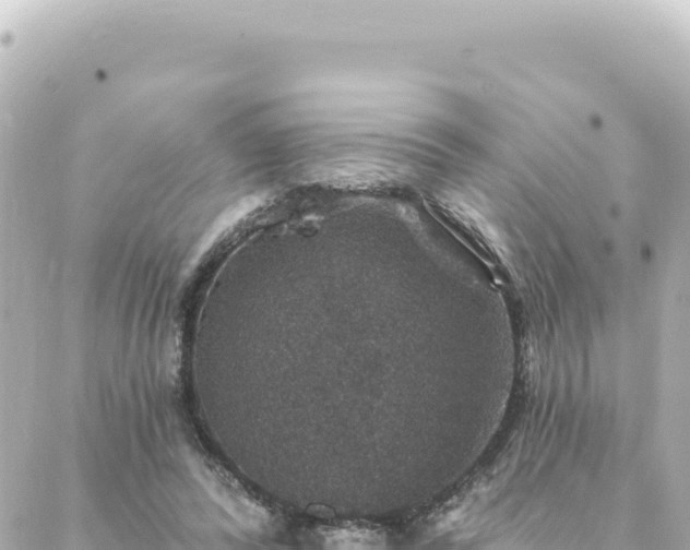 X0000088430400200705291530