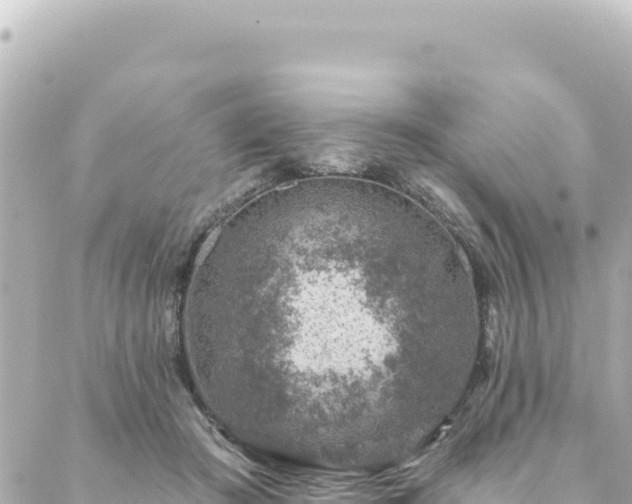 X0000088430409200705291530