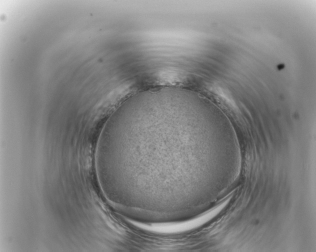 X0000088430413200705291530