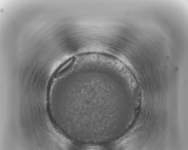 X0000088430438200705291529