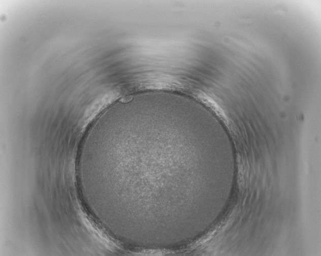 X0000088430482200705291529