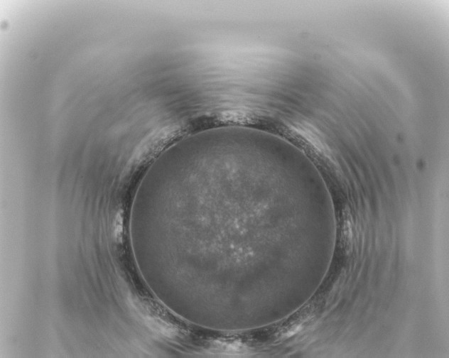 X0000088430502200705291528