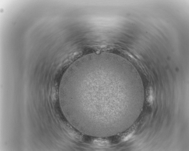 X0000088430515200705291528