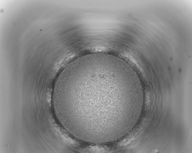 X0000088430545200705291527