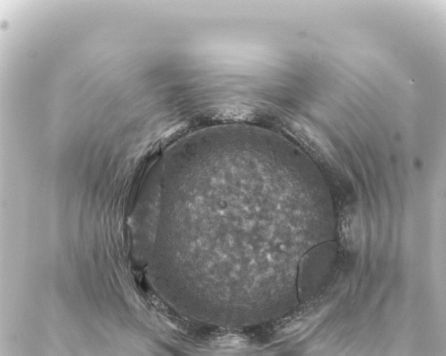 X0000088430551200705291527