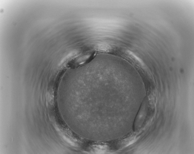 X0000088430552200705291527