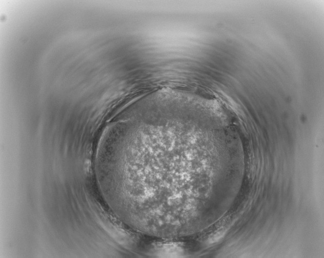 X0000088430553200705291527