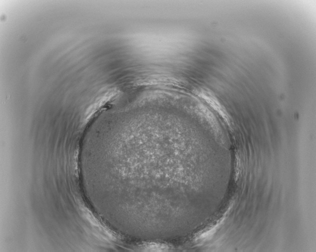 X0000088430585200705291527