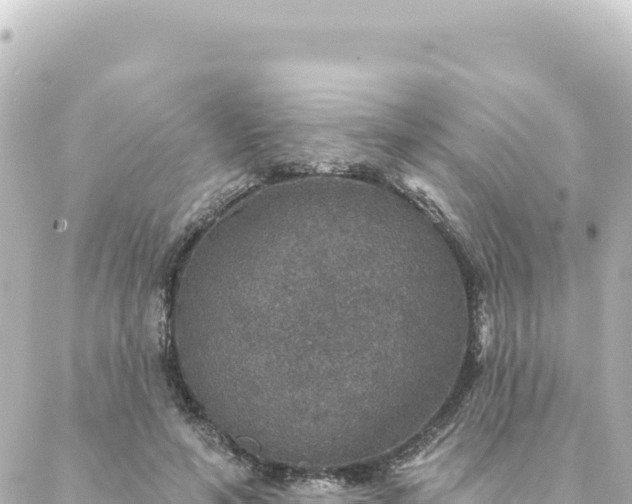 X0000088430594200705291527