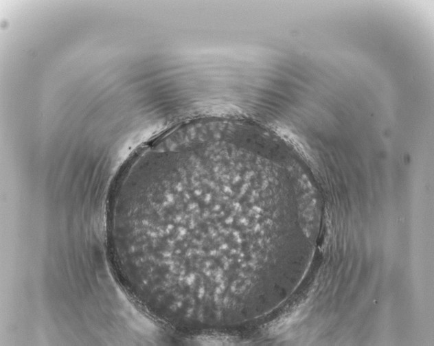 X0000088430630200705291526