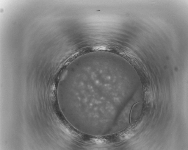 X0000088430654200705291526