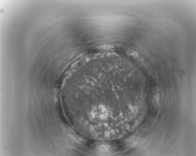 X0000088430658200705291526