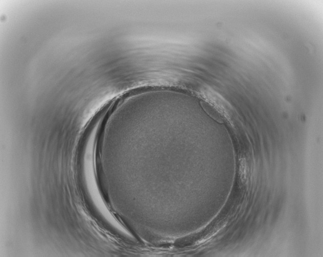 X0000088430676200705291525