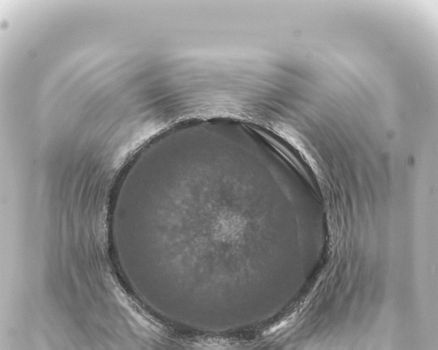 X0000088430677200705291525