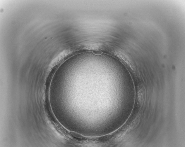 X0000088430682200705291525