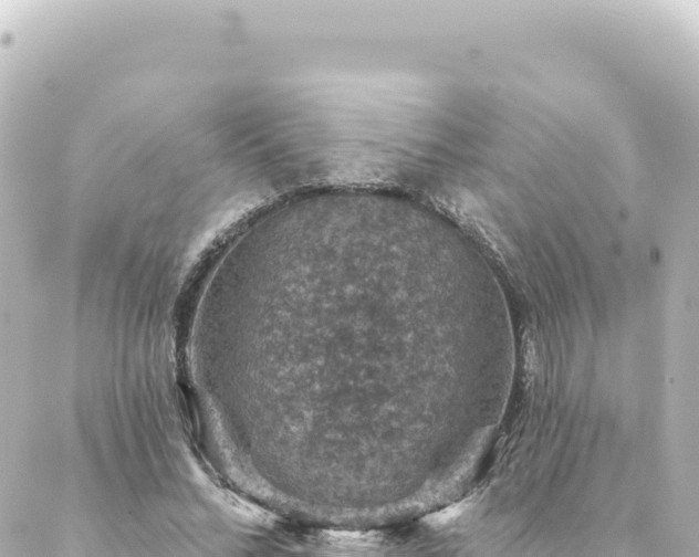 X0000088430684200705291525