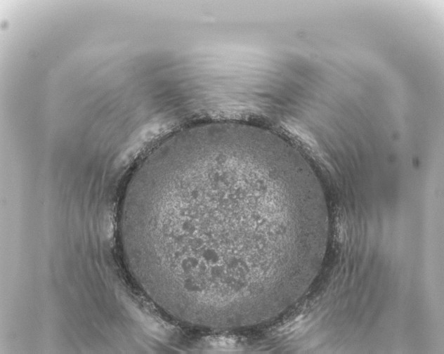 X0000088430687200705291525