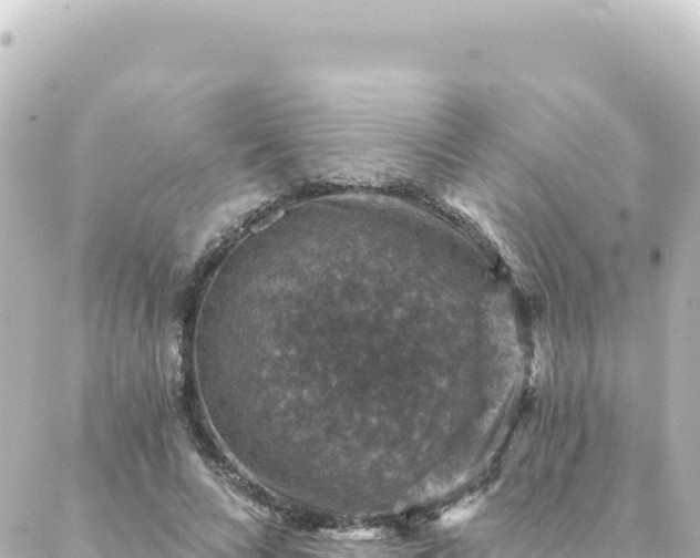 X0000088430688200705291525