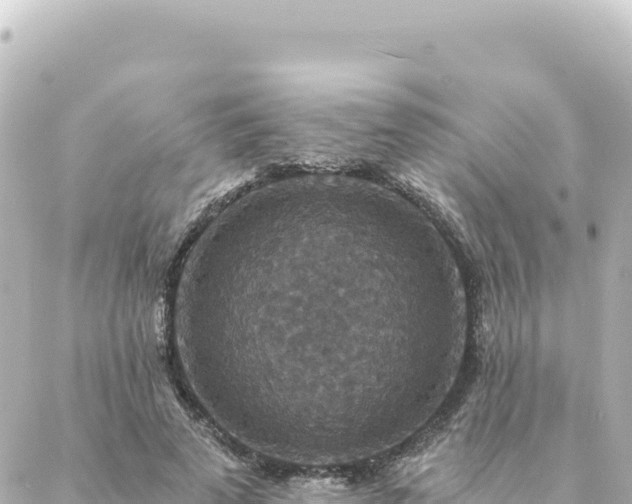 X0000088430689200705291525