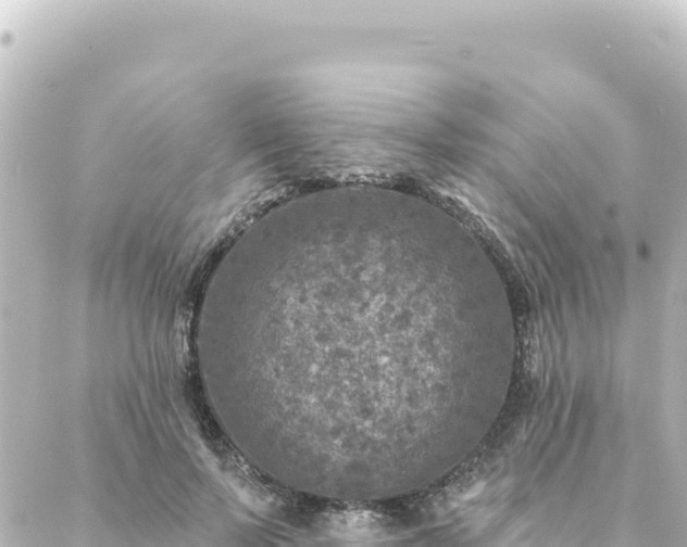 X0000088430695200705291525