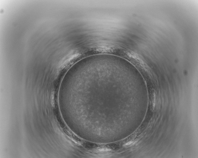 X0000088430696200705291525