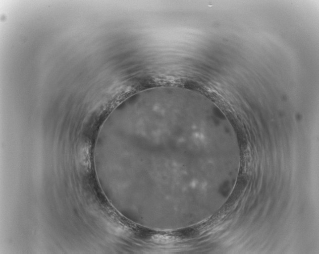 X0000088430699200705291525