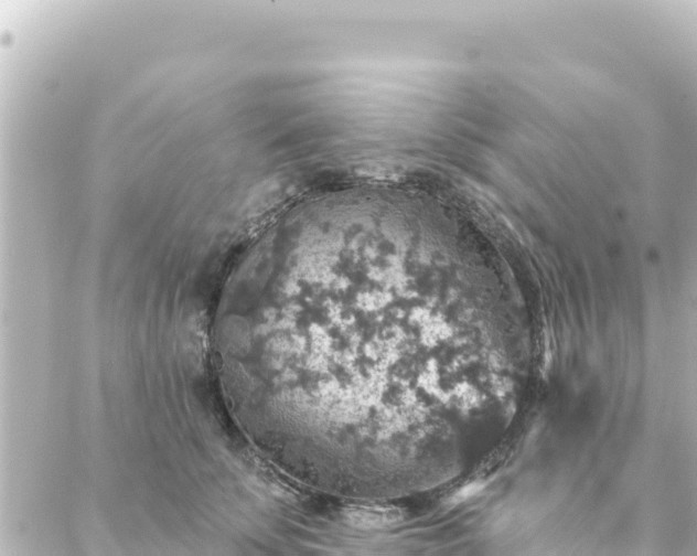 X0000088430707200705291525