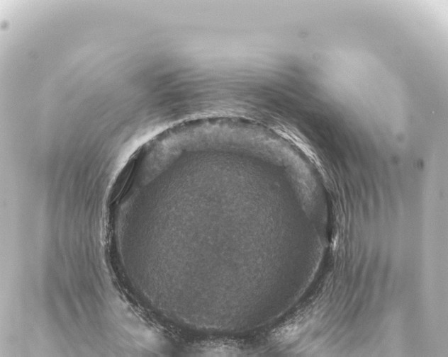 X0000088430724200705291524