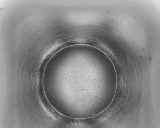 X0000088430730200705291524