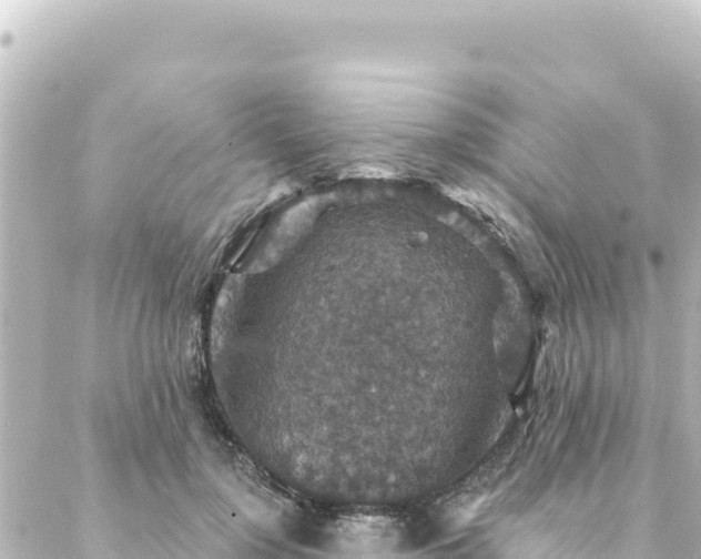 X0000088430748200705291524